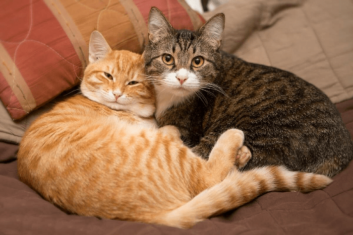 Кот чи кішка вдома: плюси та мінуси Кот чи кішка вдома: плюси та мінуси