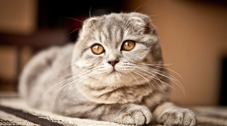 ���������� ������� � ����