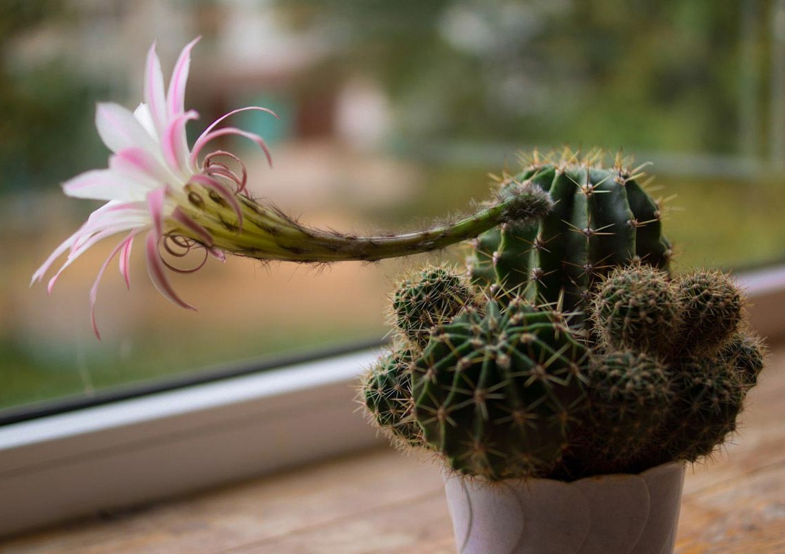 ˳����� ����� ������� �� ��������: �� ���������� ���� ������