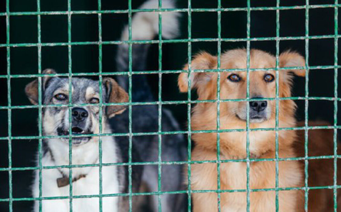 У Харківському притулку для тварин утеплюють вольєри У Харківському притулку для тварин утеплюють вольєри