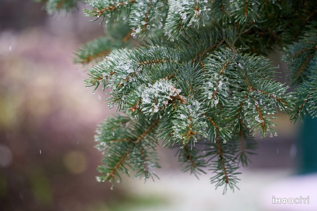 ���� ���� ������� ���� �� ���������: ������� ���������