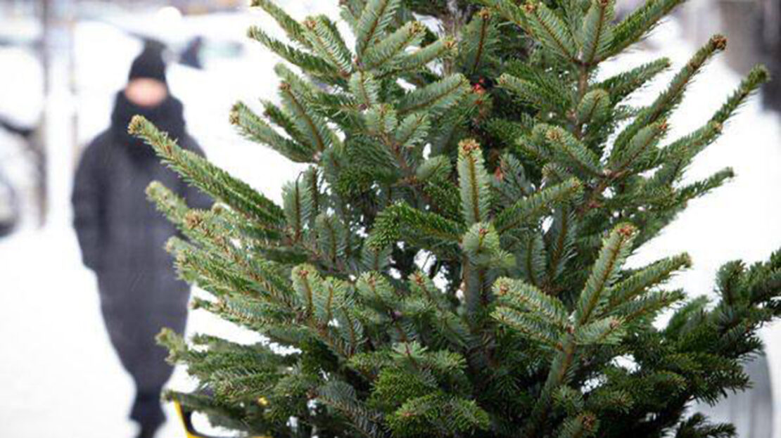 У Харкові працює 54 майданчики з продажу ялинок У Харкові працює 54 майданчики з продажу ялинок