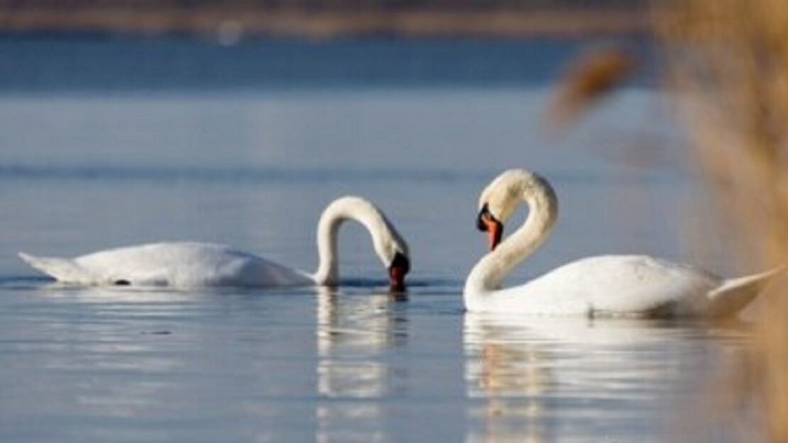 У місті Чугуїв надзвичайники врятували двох лебедів У місті Чугуїв надзвичайники врятували двох лебедів