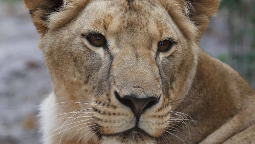 Врятована на Харківщині левиця раптово померла в Африці Врятована на Харківщині левиця раптово померла в Африці