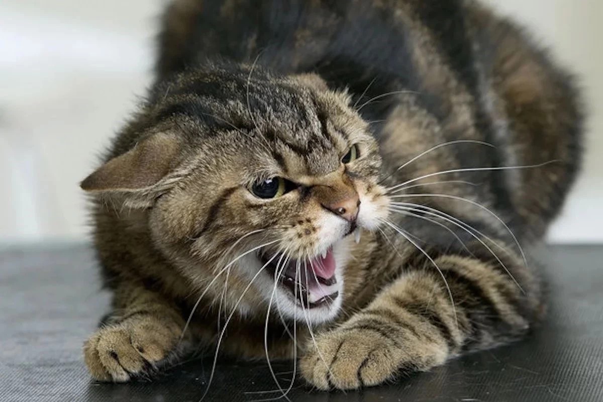 ���� �� ���������: �� ����� �� ���� � ������� ��