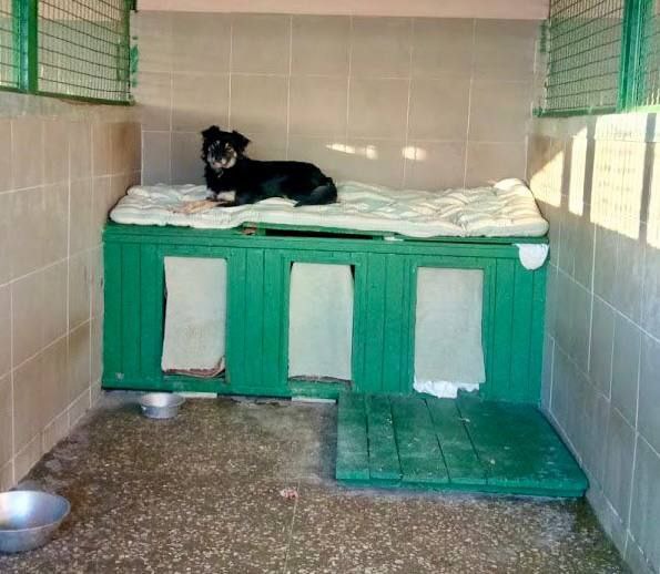 Харків’яни зібрали дві тонни речей для тварин у притулку Харків’яни зібрали дві тонни речей для тварин у притулку