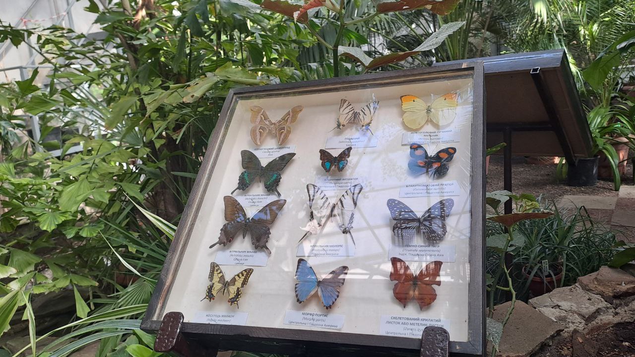 Виставку комах у ботсаду Харкова продовжили до квітня Виставку комах у ботсаду Харкова продовжили до квітня