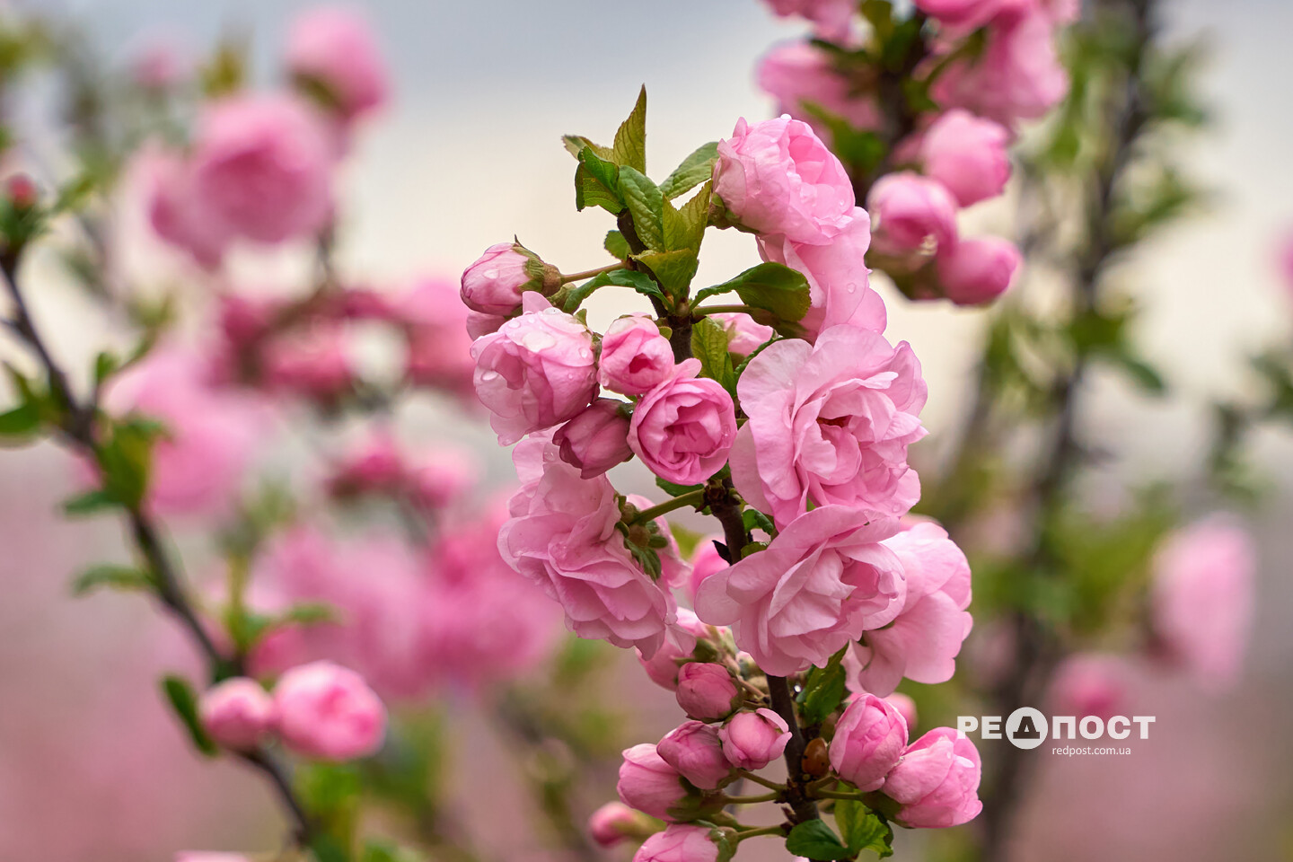 � ������ ���� ������