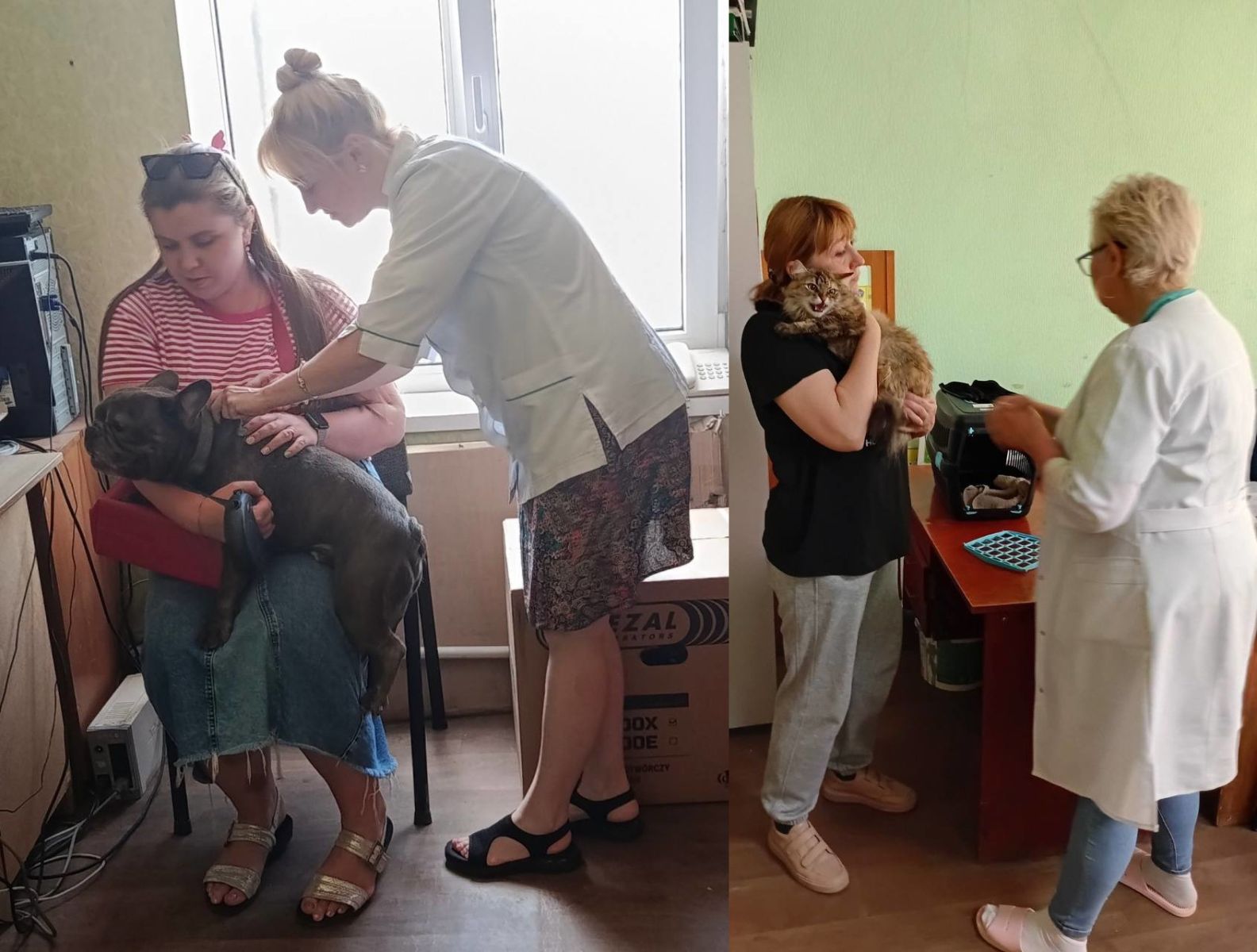 У Харкові триває безкоштовна вакцинація домашніх тварин проти сказу У Харкові триває безкоштовна вакцинація домашніх тварин проти сказу