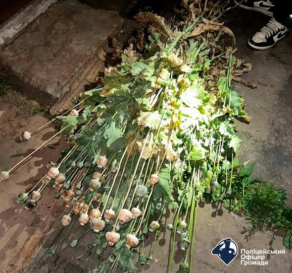 Наркорослини замість городу: на Харківщині чоловік вирощував коноплі та мак Наркорослини замість городу: на Харківщині чоловік вирощував коноплі та мак
