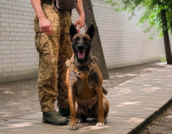 Як службовий пес допоміг знайти наркотики: історія кінолога, який охороняє Харків Як службовий пес допоміг знайти наркотики: історія кінолога, який охороняє Харків