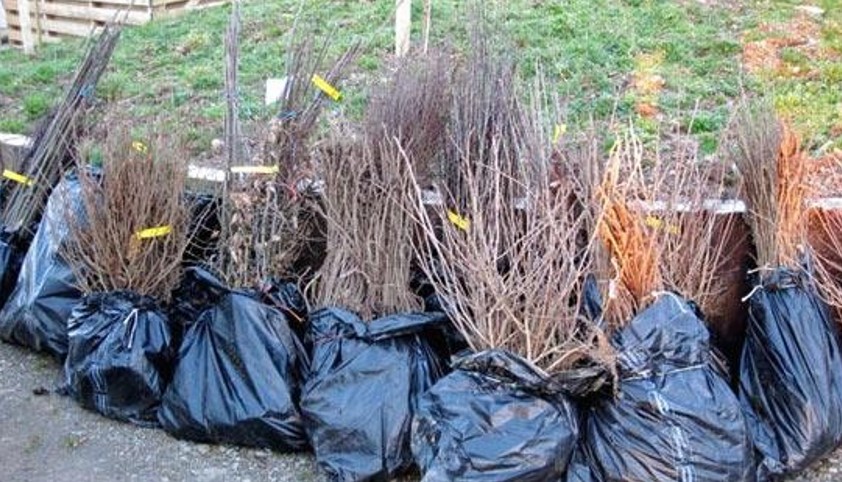 Поради садівникам як обрати якісний саджанець Поради садівникам як обрати якісний саджанець